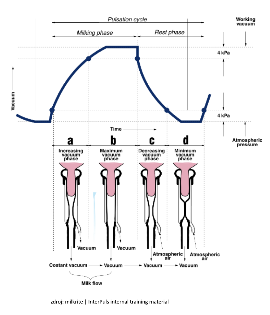 Funkce strukové návlečky při dojení_MP